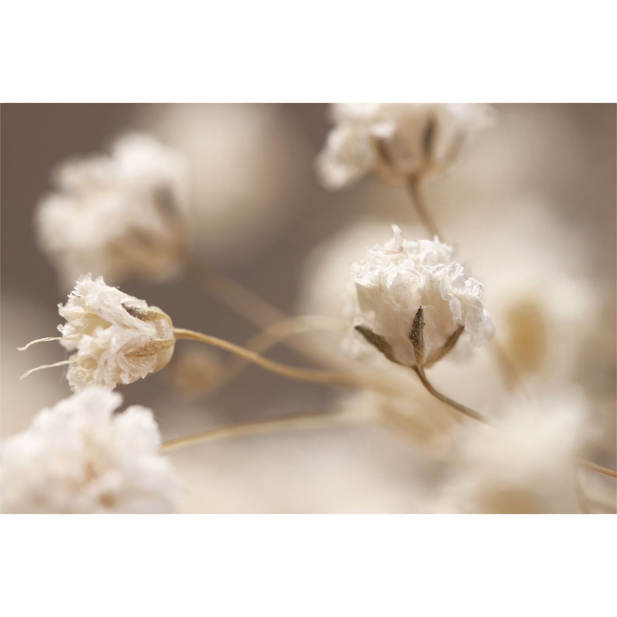 Gypsophila Flowers in Detail