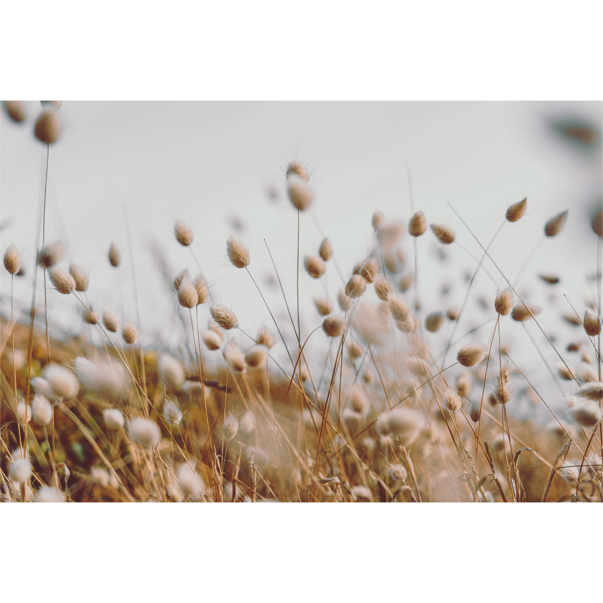 Bunny Tail Grass