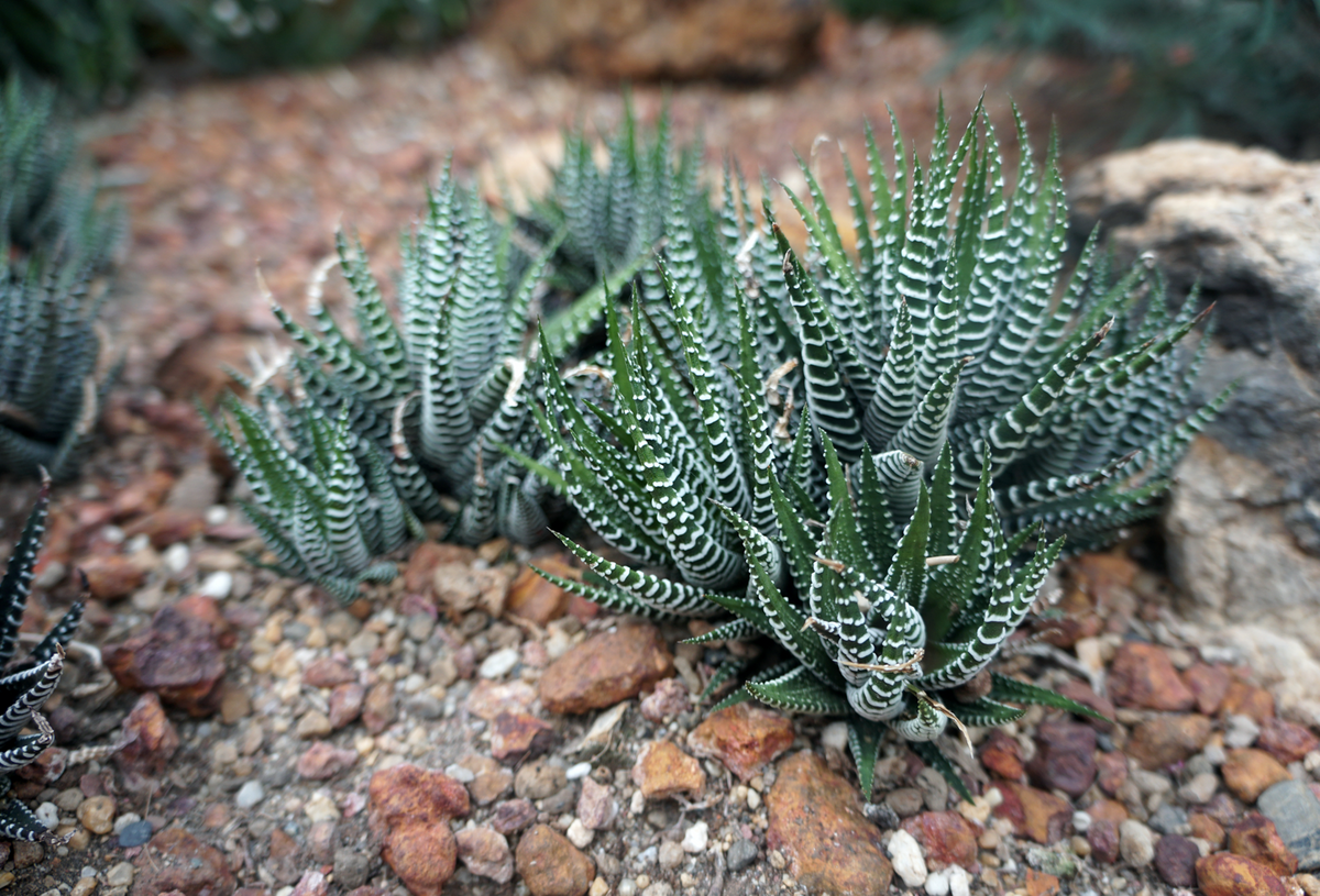 Zebra Succulent