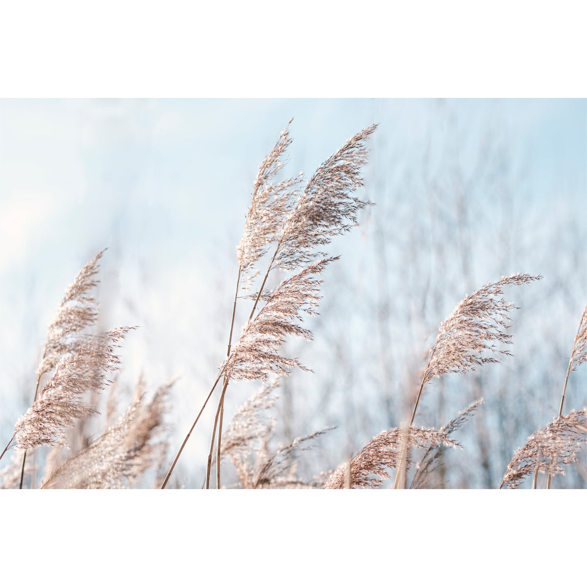 Pampas Grass Blue Sky