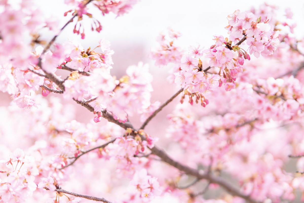 Cherry Blossoms