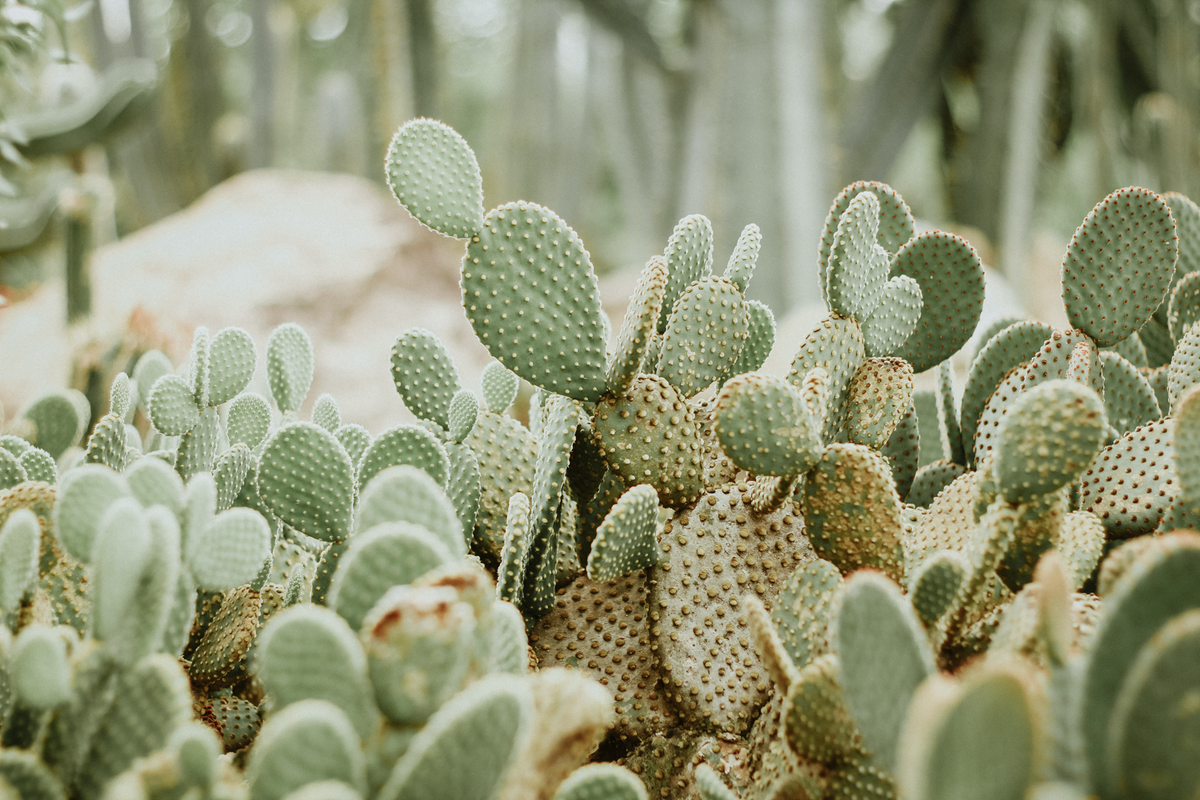 Desert Cacti