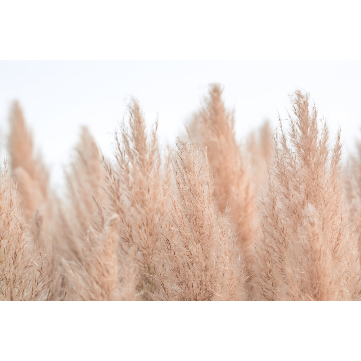 Pampas Grass in Neutral