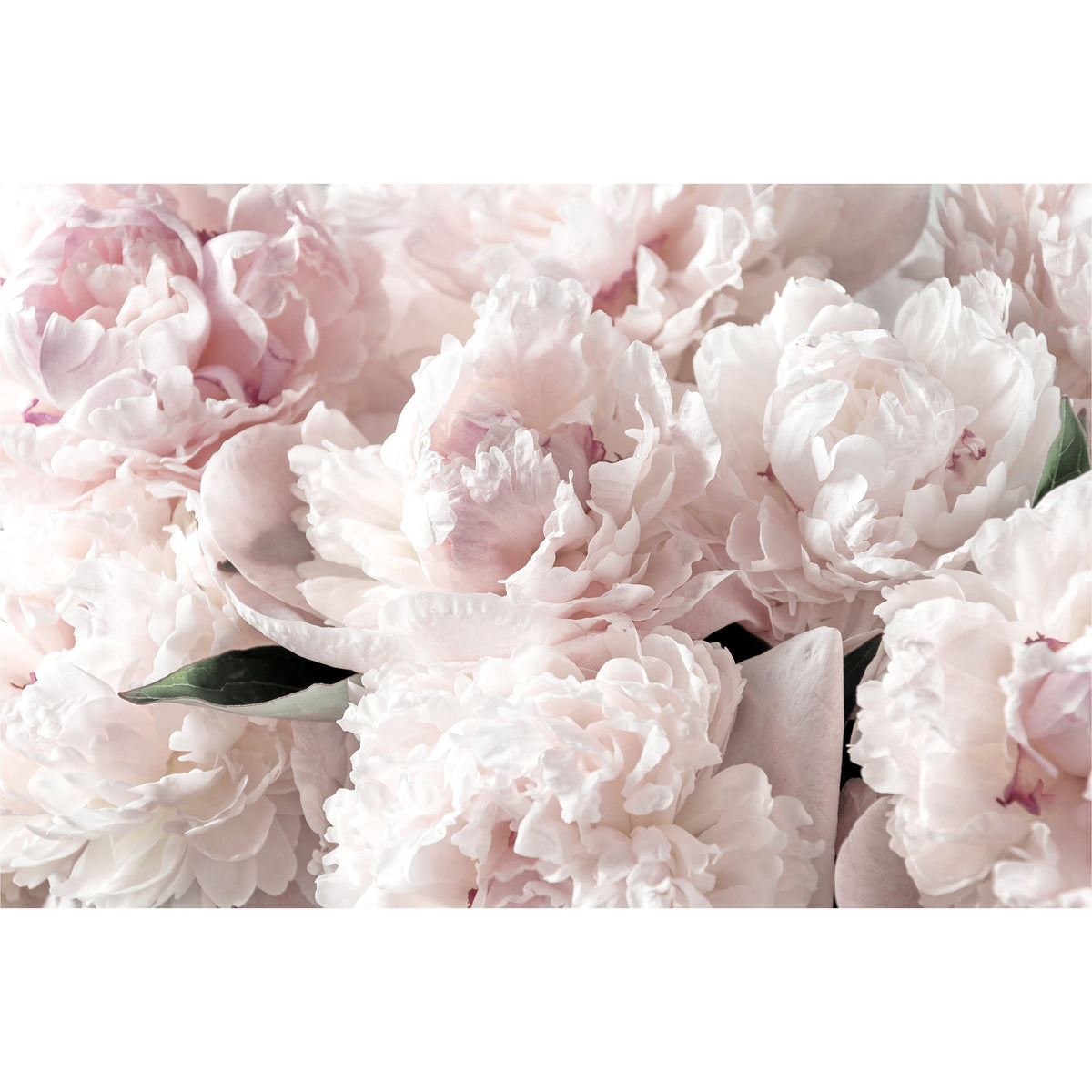 Pale Pink Peony Canvas